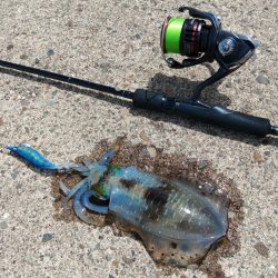 今年のアオリイカは成長が早い